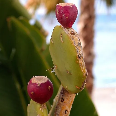 Le Villette Cittadella del Capo